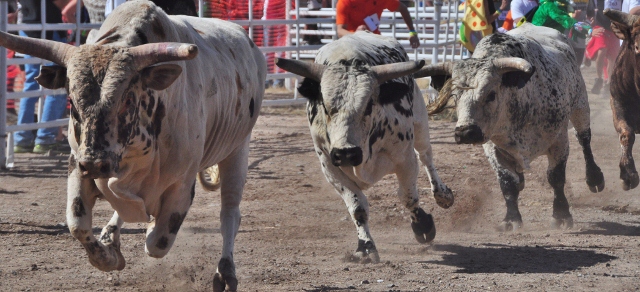 bull charger